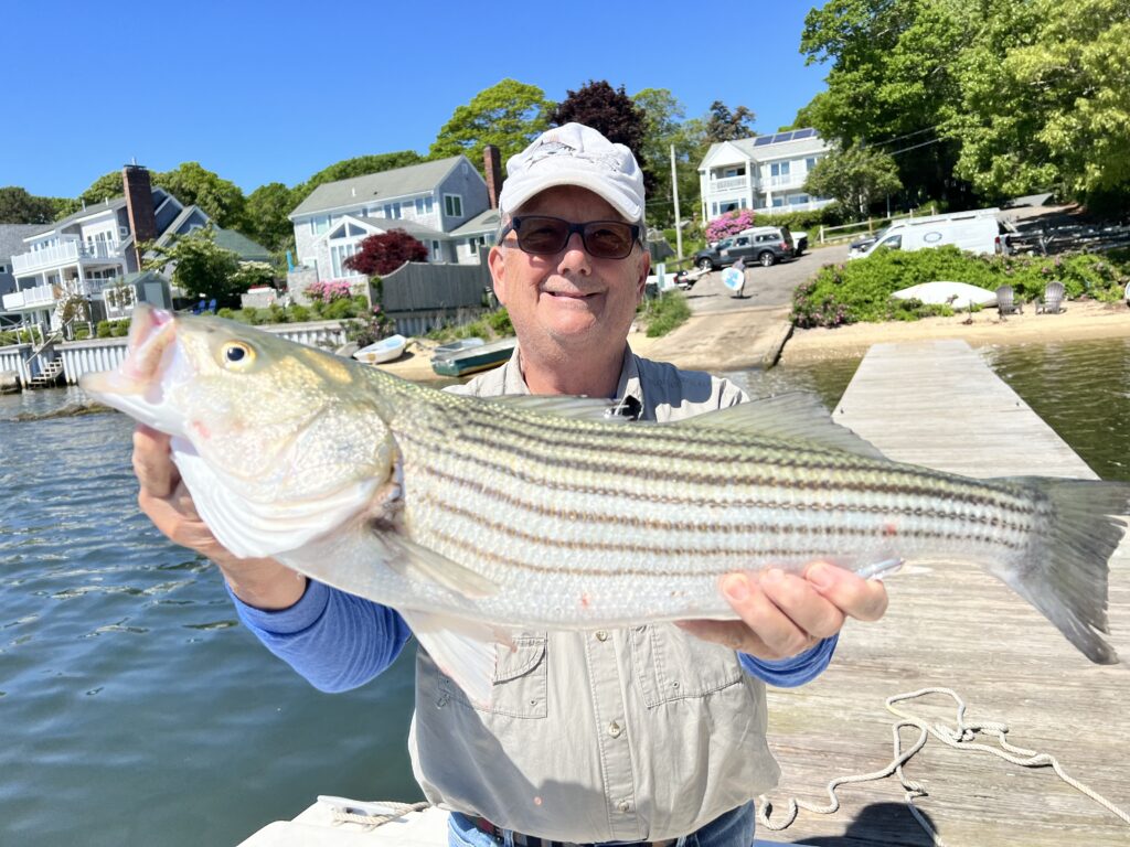 Mike Webster, owner of Striper-Gear holding a 29 inch striped bass, aka striper, that he caught with a Striper-Gear Shaddy Daddy lure.