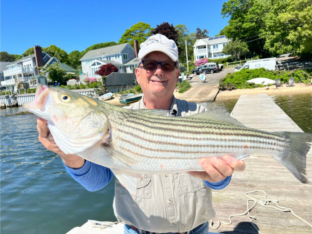 A large striped bass being held by the fisherman that caught it. The fish was caught using a Striper Gear Shaddy Daddy lure.