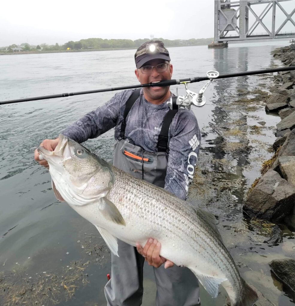 A large striped bass being held by the fisherman that caught it. The fish was caught using a Striper Gear rocket lure.