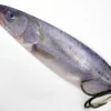 A flutter spoon fishing lure with a photo real image of a herring printed on its sides. Excellent for a wide variety of sport fishing.