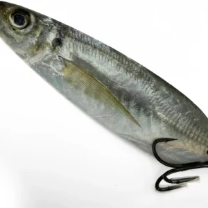 A flutter spoon fishing lure with a photo real image of a menhaden printed on its sides. Excellent for a wide variety of sport fishing.