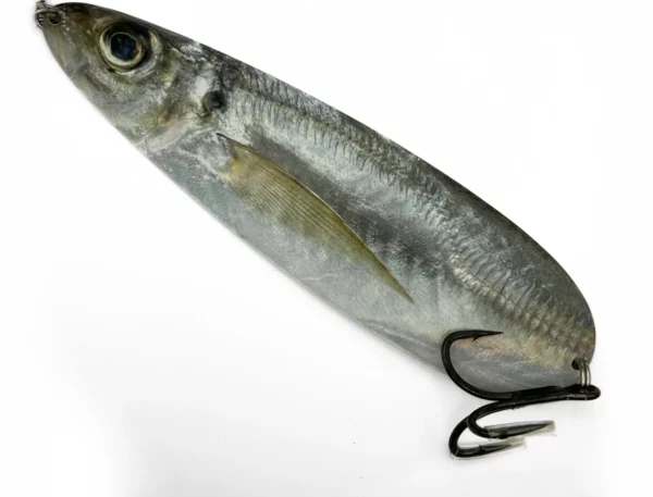 A flutter spoon fishing lure with a photo real image of a menhaden printed on its sides. Excellent for a wide variety of sport fishing.